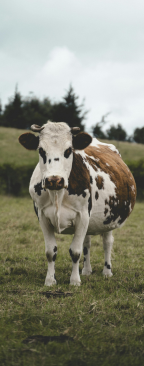 A cow in a pasture.