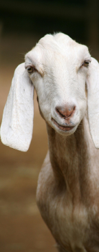 A farm goat.