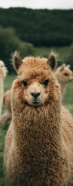 Llama in a pasture.